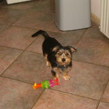Na Benji's eerste trimbeurt