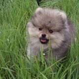 Pip in het hoge gras
