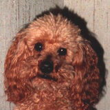 mijn eerste hondje,hij werd zeventien jaar