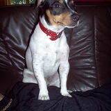 tommie van mijn pa en ma 4 jaar jackrussel