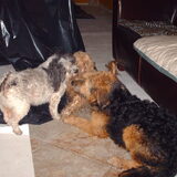 Foto van liesbeth,Turbo,Luna, Levi en Faith