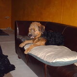 Foto van liesbeth,Turbo,Luna, Levi en Faith