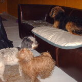 Foto van liesbeth,Turbo,Luna, Levi en Faith