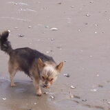 Tippy