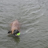 Rossi's vriendin Luna, een mechelse herder, samen stoeien in/om het…