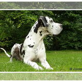 Onze dog Sennah