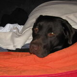rossi bij ons op bed