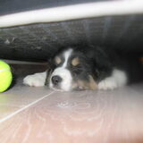 Grappa als puppy, ze ging onder de zetel liggen, en daar lag haar…