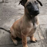 beschikbare pup
