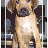 Balou 8 weken oud