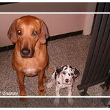 Balou en Sennah in de eerste week dat Sennah bij ons was kerst 2005
