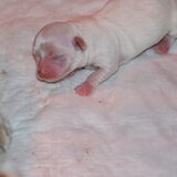 lief he