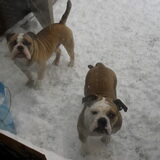 brandon en rosa in de sneeuw