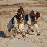 onze race monsters