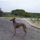 FIEFOERNIEK'S FLAMINIA UITWAAIEN OP HET STRAND!!!!!!!!!!!