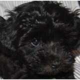 Dit is Wiggle...geboren 1 juni 2010 . Als mensen vragen wat voor ras…