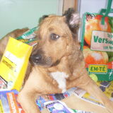 Foto van Hondenhumor Sasja de Eerste ITC-Hond die nu met pensioen is.