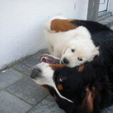 Foto van Constance R.I.P. Beau