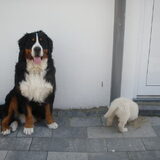 Joe houdt de wacht