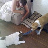 Senna de engelse bulldog 1 dag bij ons en al dikke maatjes met Bully…