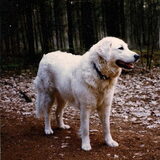 Chiran , onze eerst kuvasz teef!