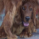 Of The Red Kindness Irish Setters