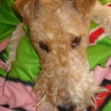 Morris is echt niet ondeugend!
