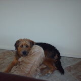 Foto van liesbeth,Turbo,Luna, Levi en Faith