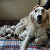 Door dat vastzitten aan je vriendje, krijg je pups! Ennuh, honden…