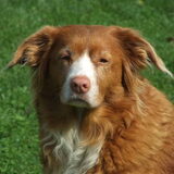 Flair, onze allerliefste Toller die we 2 december 2008 helaas hebben…
