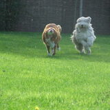 Bijou en Flair, wie kan het hardst rennen ?