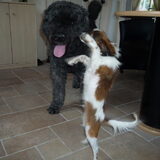 Waldo is de bouvier van mijn vader en Grootste vriend van Phalco