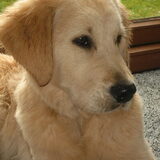 Foto van bruce
