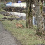 ommoordse veld met cobus
