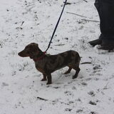 saartje in de sneew