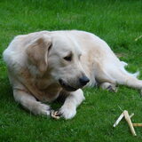 Foto van bruce