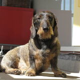 onze stoere sandaardteckel boris