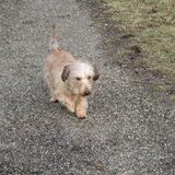 cobus in het ommordse veld