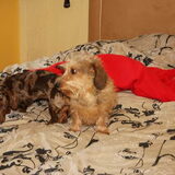 saartje en cobus