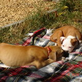 juist uit bad en dan drogen op het deken buiten in de zon