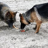 shana nu 11 maanden.samen hier met lara.