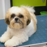 Jonge Shih-tzu eerste knip op iets meer dan 6 maand...