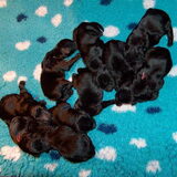 een van deze pups wordt de onze! geboren 4 jan. 2009 Ik kan niet…