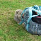 Foto van bets-bean&raider