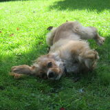 rollen