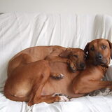 En dan hier, de Rhodesian Ridgeback's van mijn moeder!!! De kleinste is…
