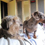 onze twee tuttenbellen saartje en lola