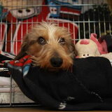 onze cobus