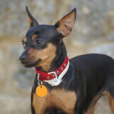 Dit is Bukkie een mini pincher