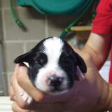 Tinka 1 week oud
